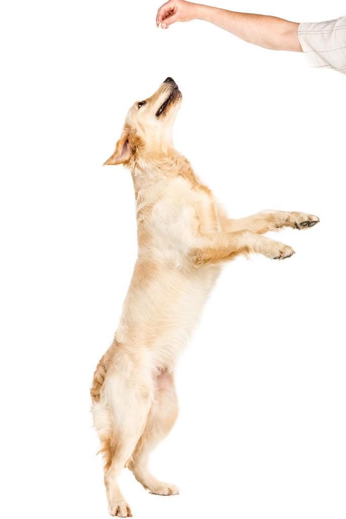 Hund springt auf - Foto, Bild