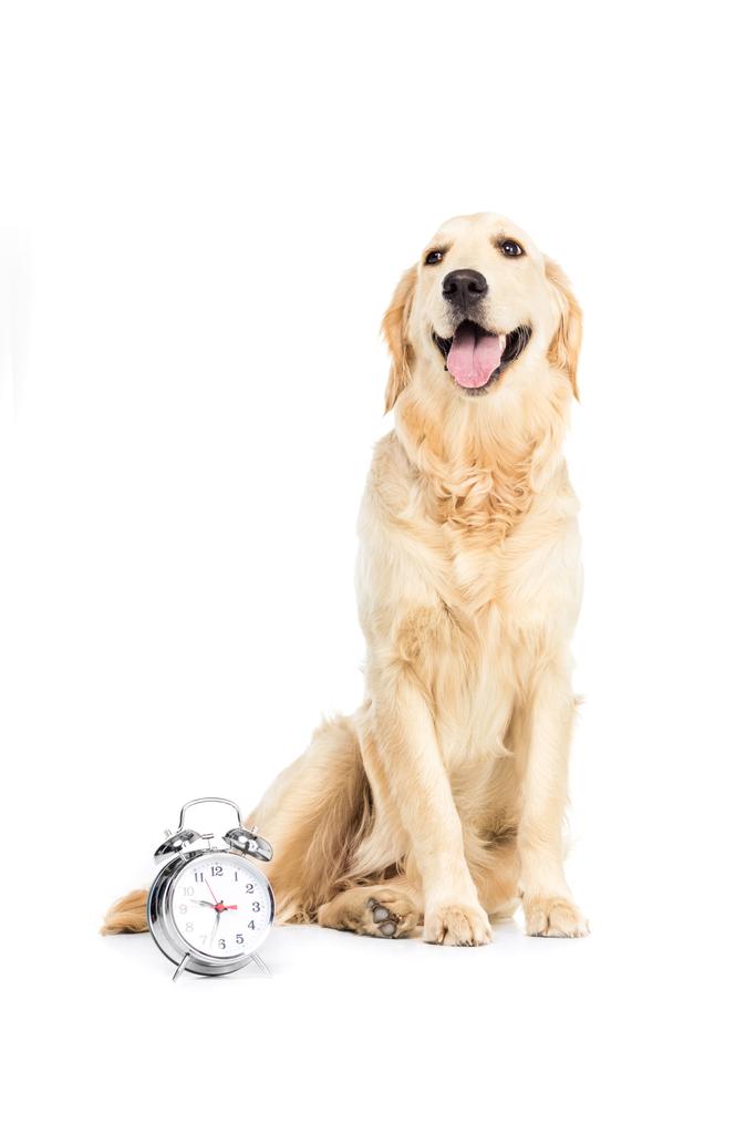 目覚まし時計付きの犬  - 写真・画像