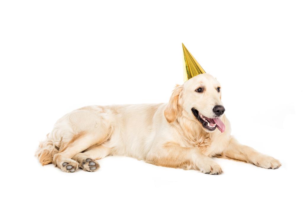 hond in feest hoed   - Foto, afbeelding