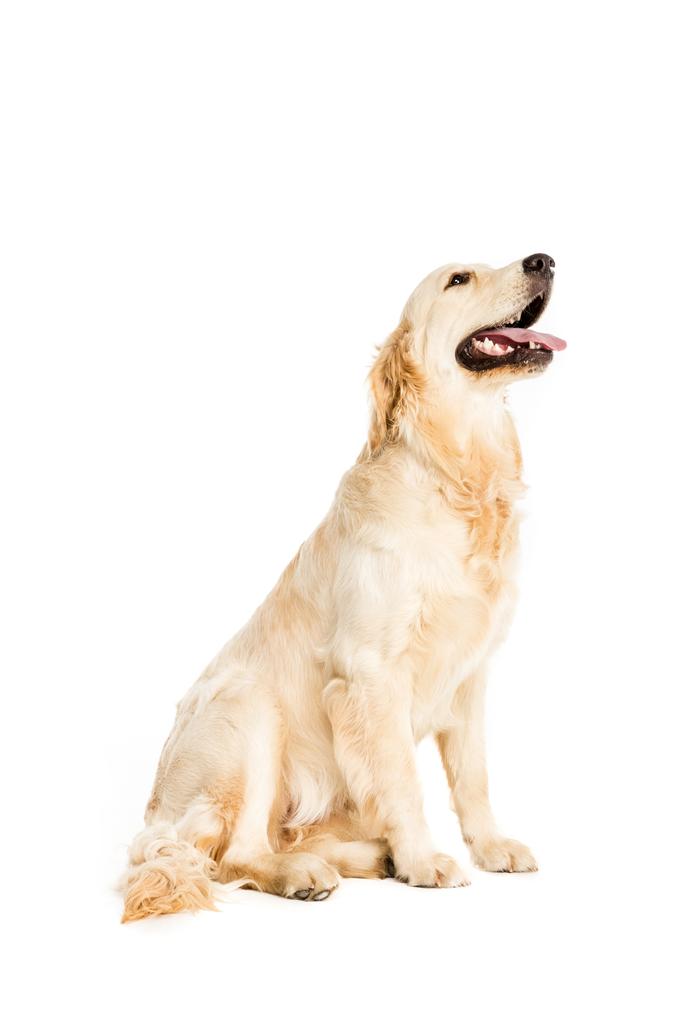 Gouden retriever hond   - Foto, afbeelding