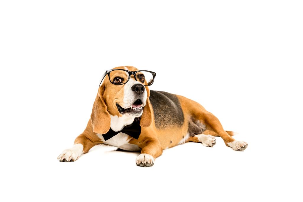 beagle em óculos e gravata borboleta
  - Foto, Imagem