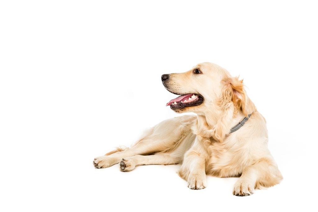 Arany retriever kutya   - Fotó, kép