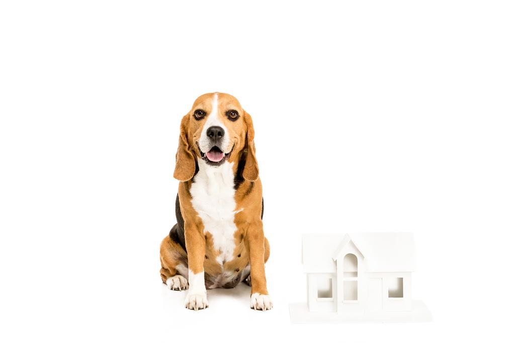köpek evi modeli ile  - Fotoğraf, Görsel