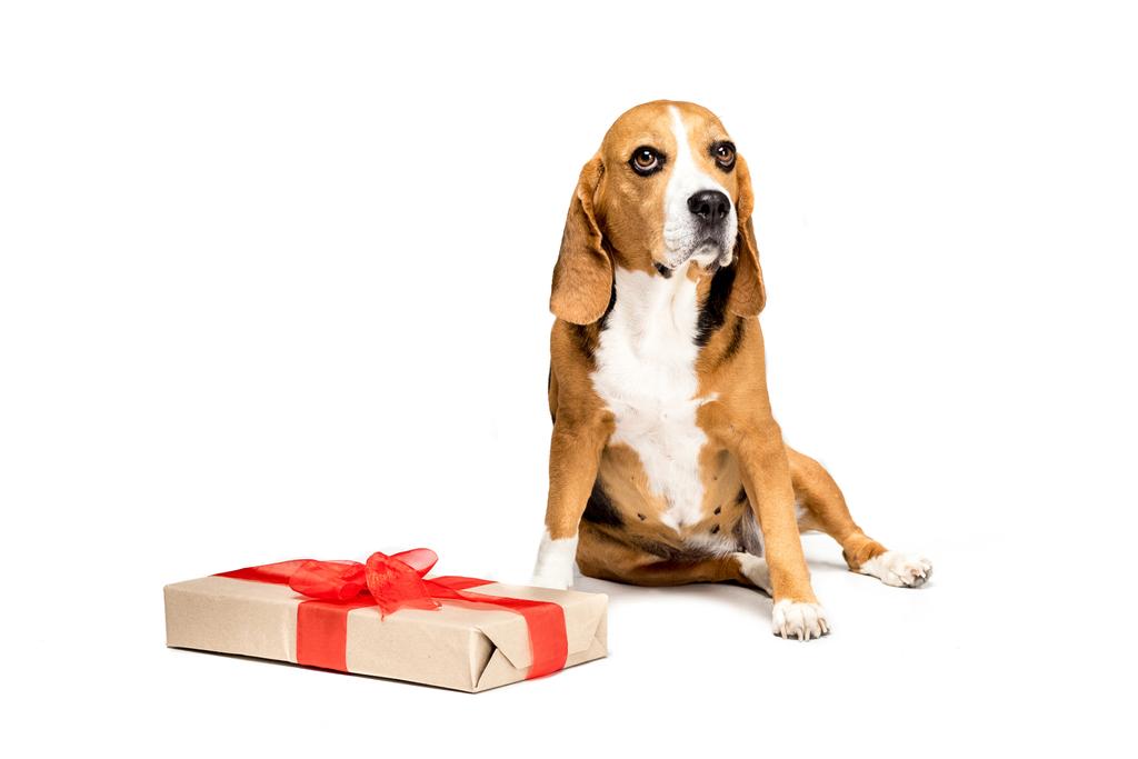 pes s krabičce - Fotografie, Obrázek