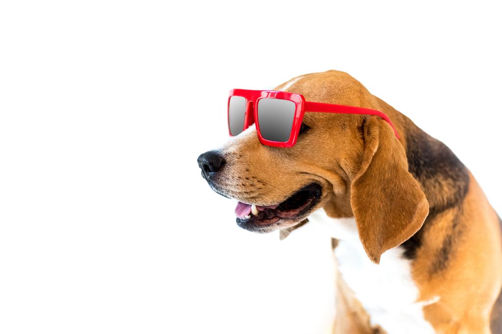 beagle hond in zonnebril - Foto, afbeelding