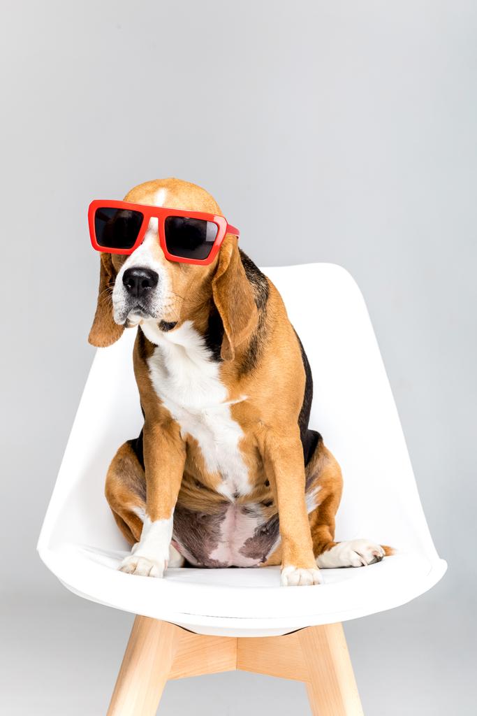 Beagle-Hund mit Sonnenbrille - Foto, Bild