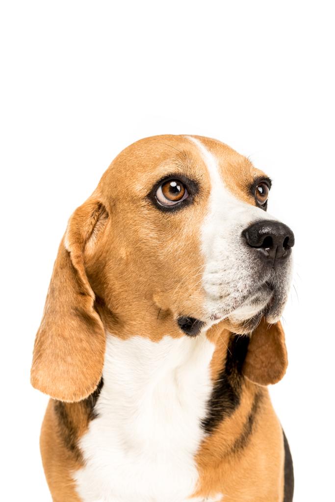 şirin beagle köpek - Fotoğraf, Görsel