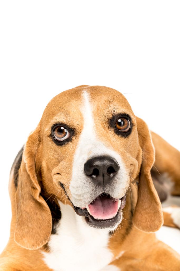 Lindo perro beagle
 - Foto, imagen