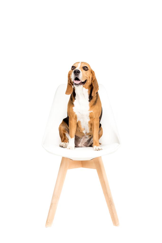 cão sentado na cadeira
 - Foto, Imagem