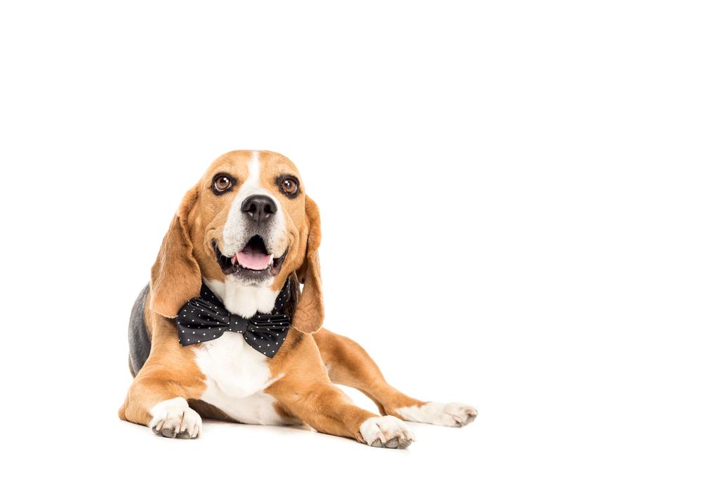 собака в краватці
  - Фото, зображення