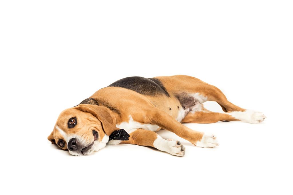 Komik Beagle köpek - Fotoğraf, Görsel