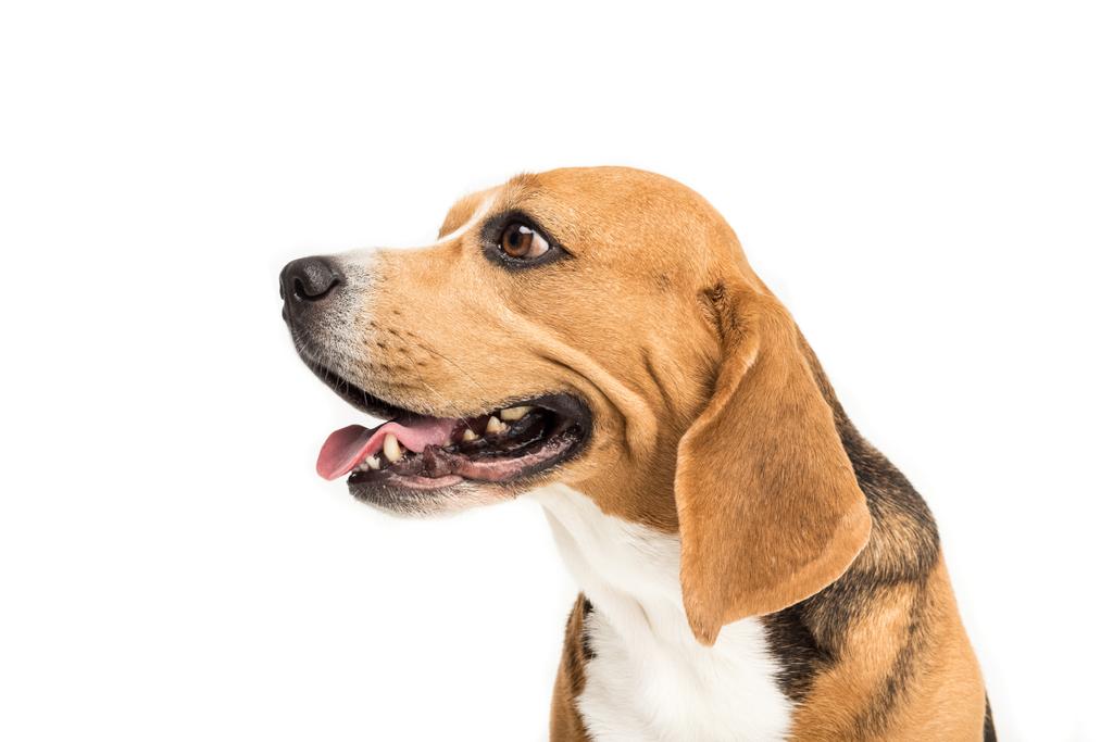 schattig beagle hond - Foto, afbeelding