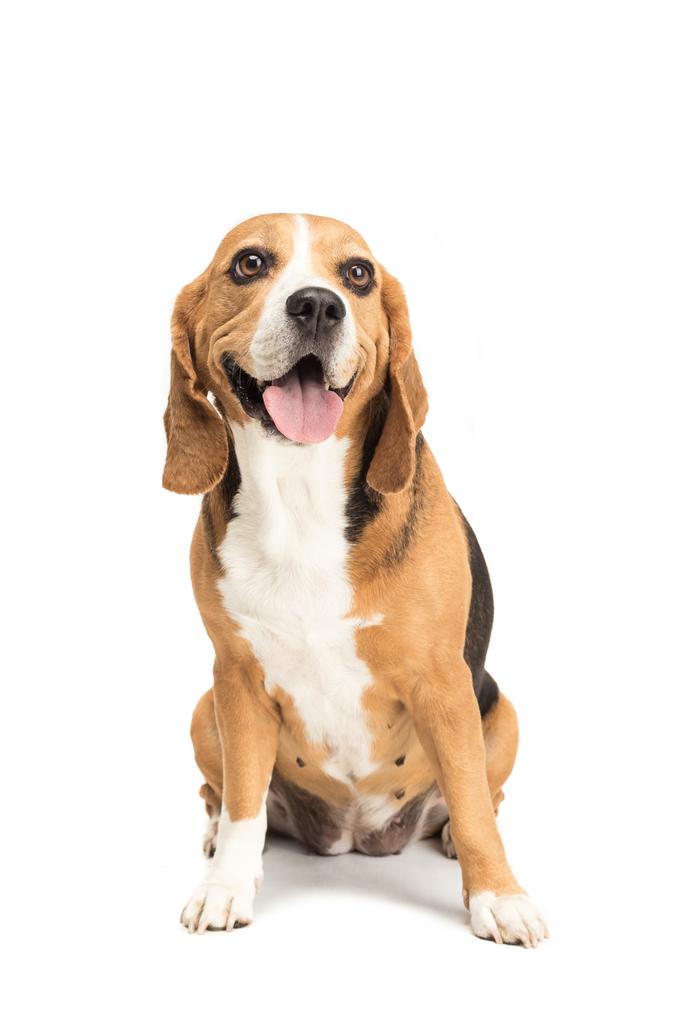 cute beagle dog - Photo, Image