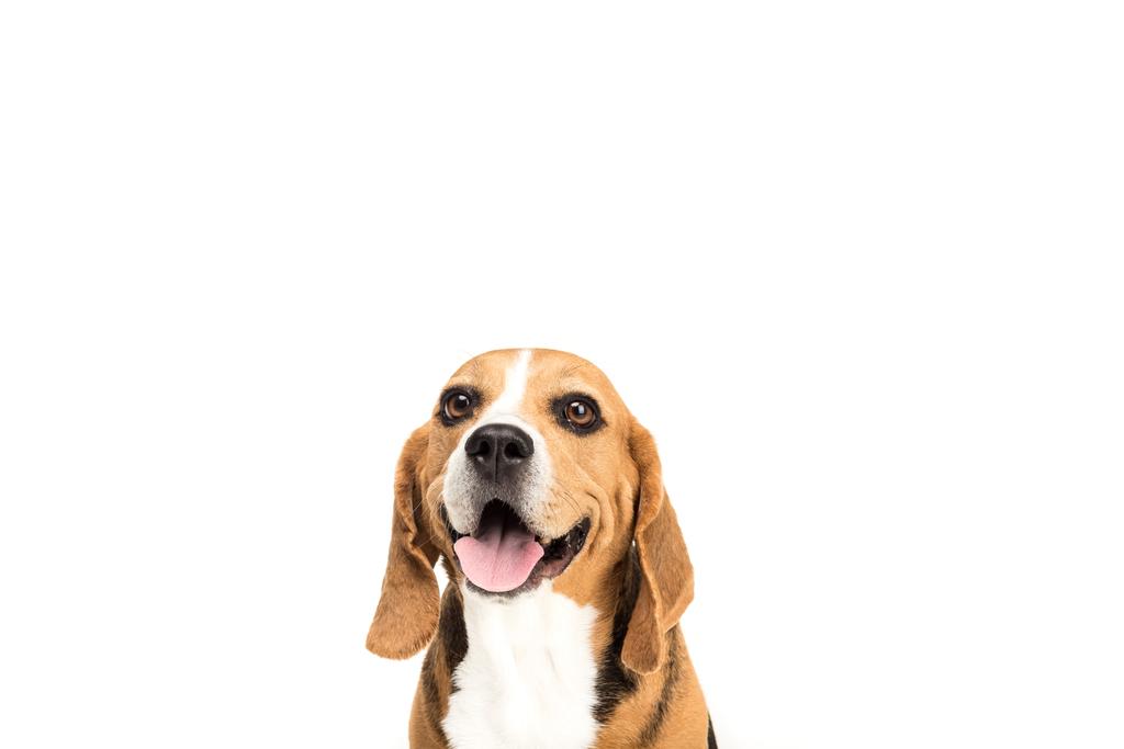 beagle χαριτωμένο σκυλί - Φωτογραφία, εικόνα