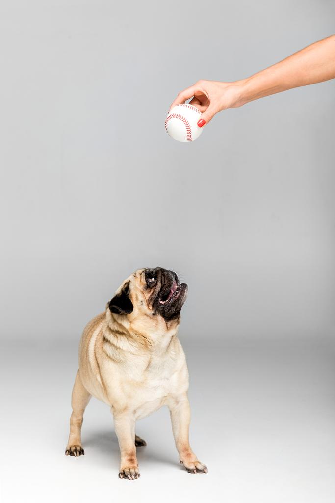 πατημασιά σκύλος παίζει με μπάλα - Φωτογραφία, εικόνα