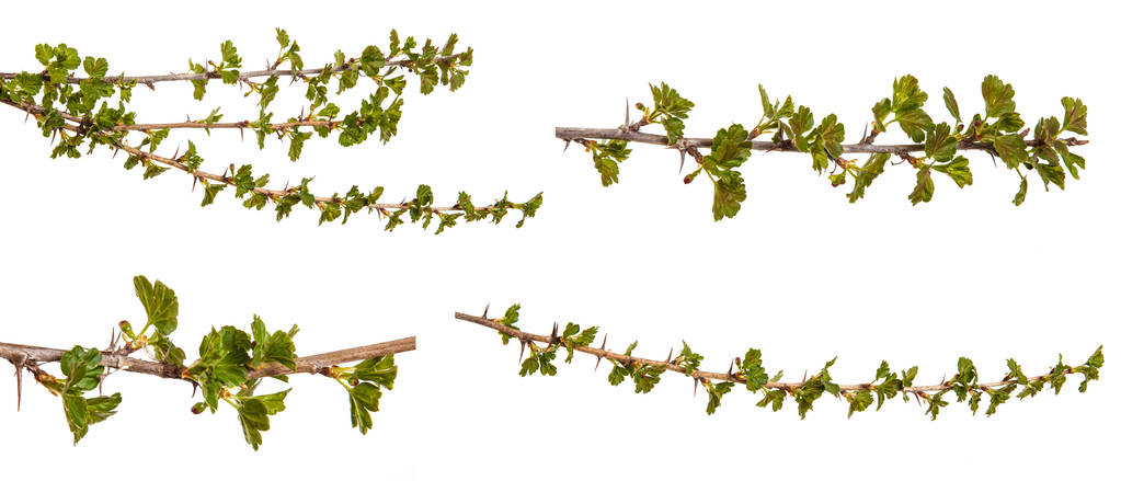 Bektaşi üzümü genç yeşil yaprakları ile dallarında. Whit üzerinde izole - Fotoğraf, Görsel
