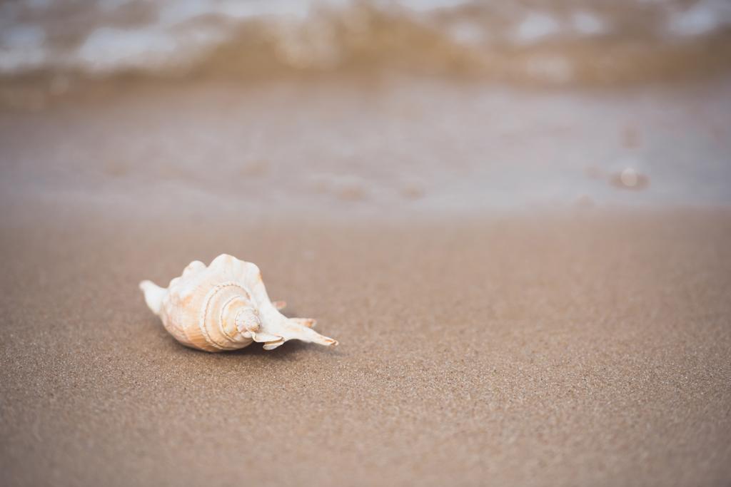 Seashell en la playa de arena
 - Foto, imagen
