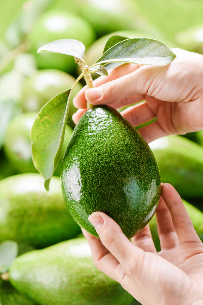 Handen met avocado op de markt. Vrouw kiezen van vers fruit - Foto, afbeelding