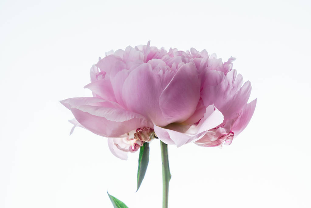 Flor de peonía rosa - Foto, imagen