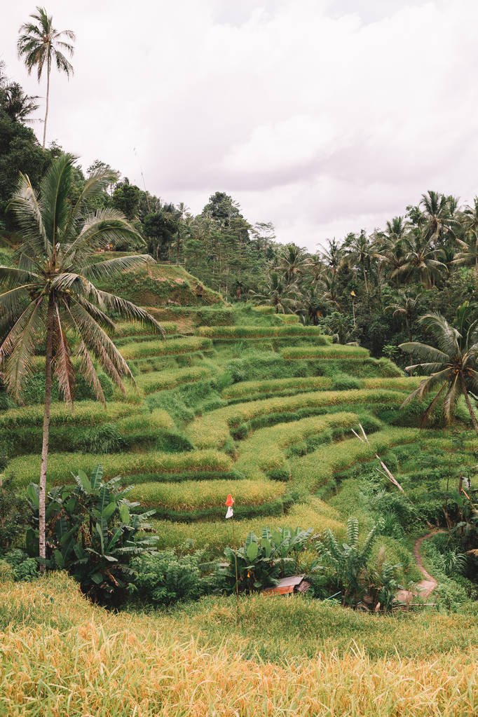 pirinç Teras Endonezya - Fotoğraf, Görsel