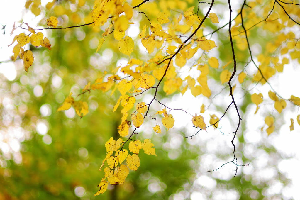 φθινοπωρινά φύλλα στο κλαδί δέντρου - Φωτογραφία, εικόνα