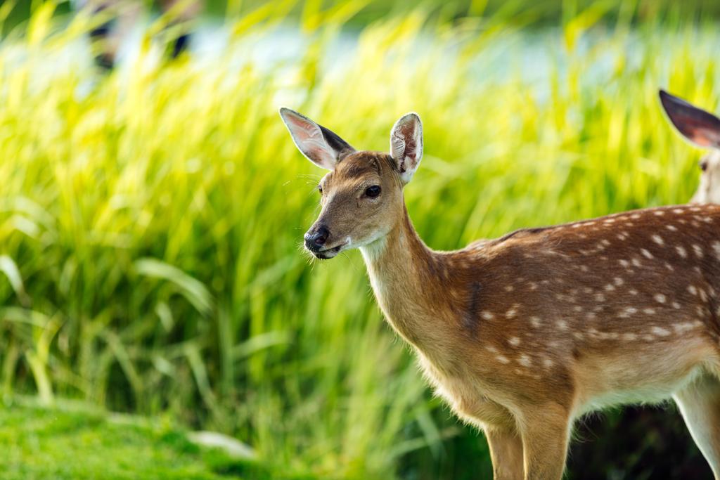 屋外カメラを見て美しい若い茶色鹿のクローズ アップ ビュー ロイヤリティフリー写真 画像素材