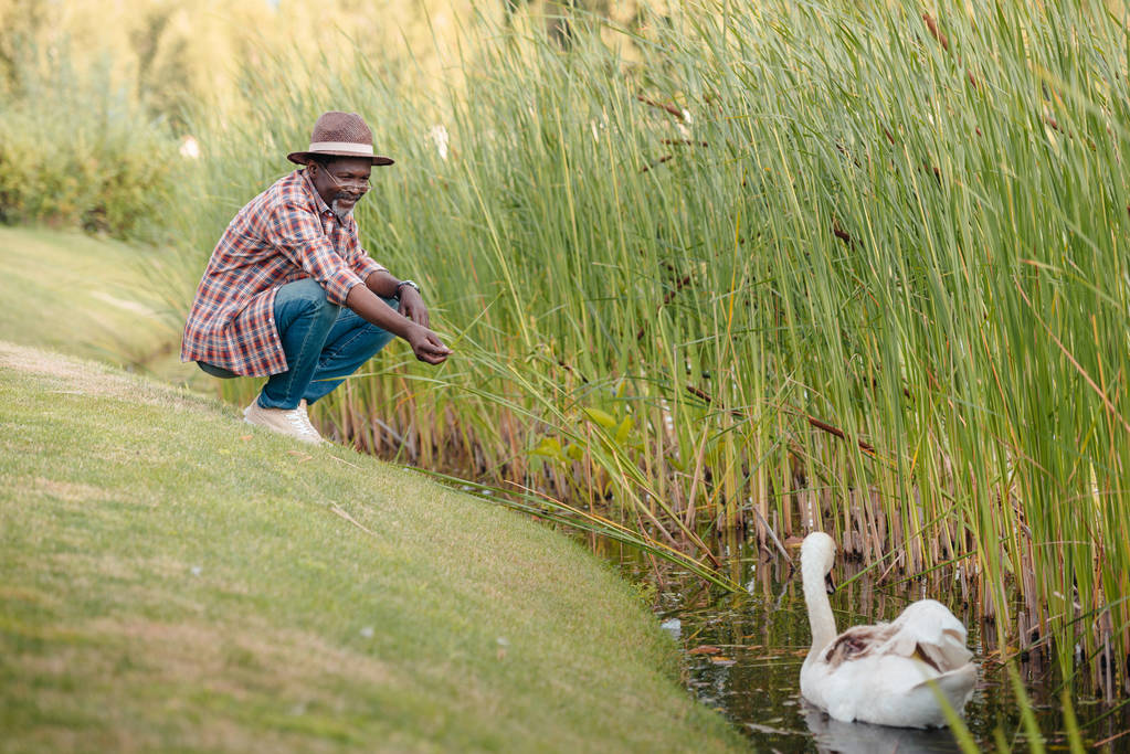 афроамериканський чоловік годує лебедя
 - Фото, зображення