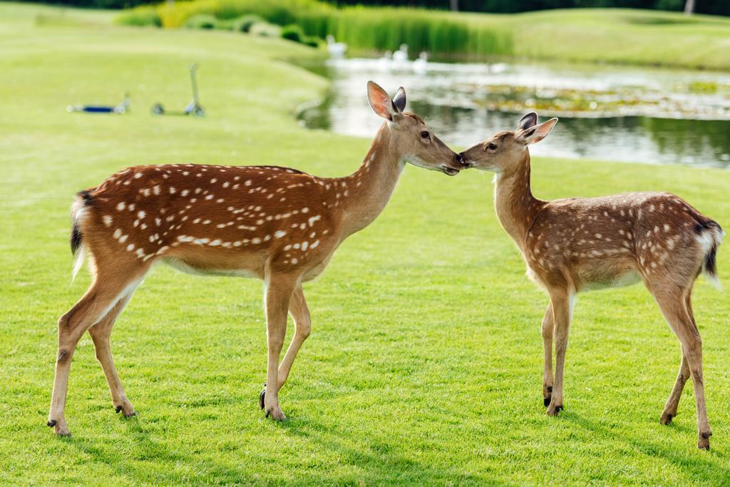 gyönyörű deer Park - Fotó, kép