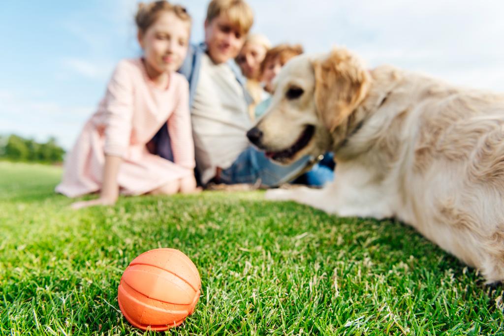 family with dog in park - Photo, Image