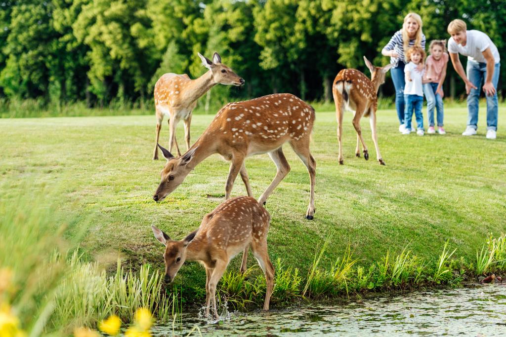 familia mirando ciervos en el parque
 - Foto, Imagen