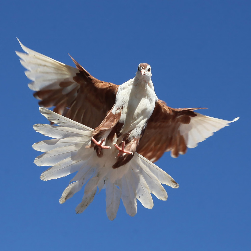 Pigeon brun blanc volant contre le ciel bleu
 - Photo, image