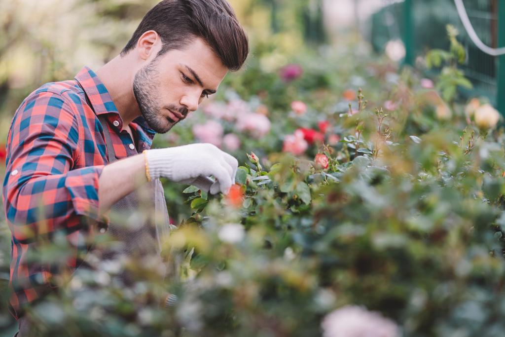 jardineiro verificando plantas durante o trabalho
 - Foto, Imagem