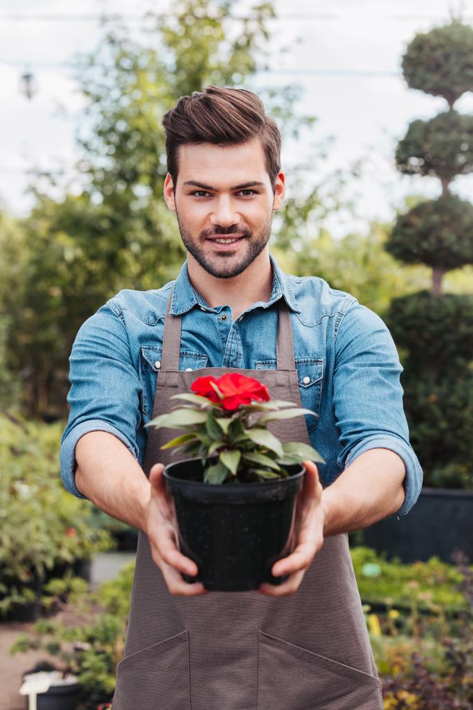 садовник держит цветок в цветочном горшке
 - Фото, изображение