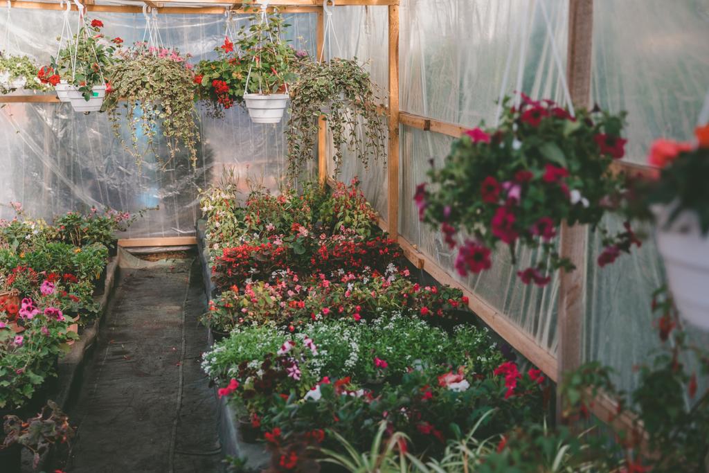 various flowers in greenhouse - Photo, Image