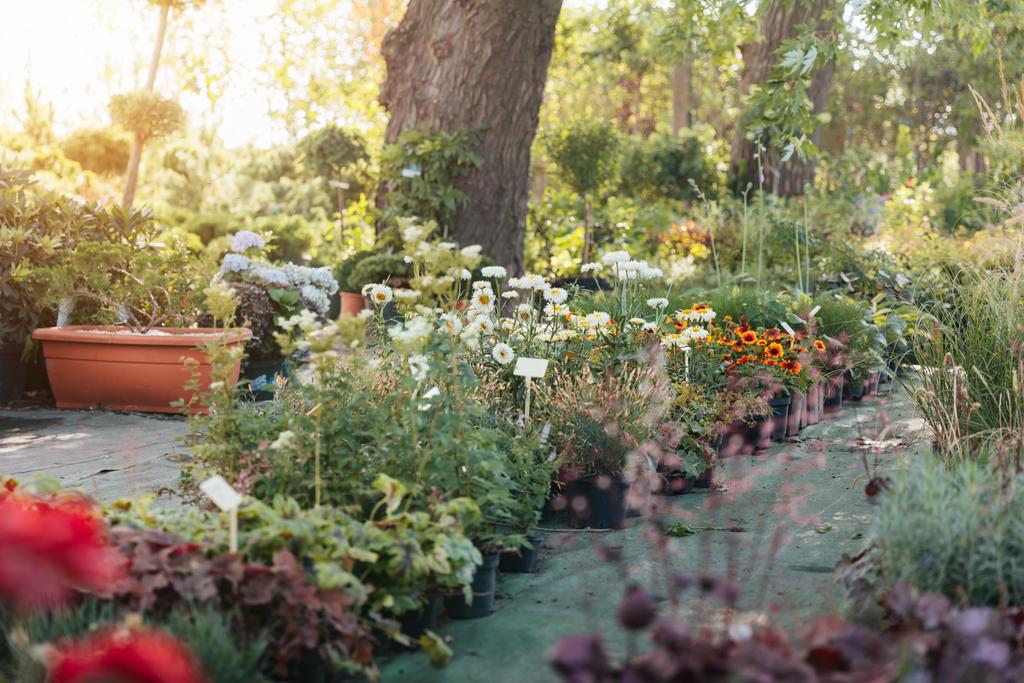порожній сад з різними рослинами
 - Фото, зображення