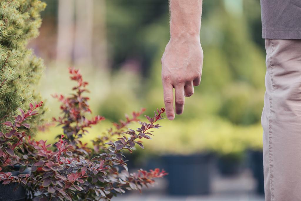 ο άνθρωπος αγγίζει το φυτό στον κήπο - Φωτογραφία, εικόνα