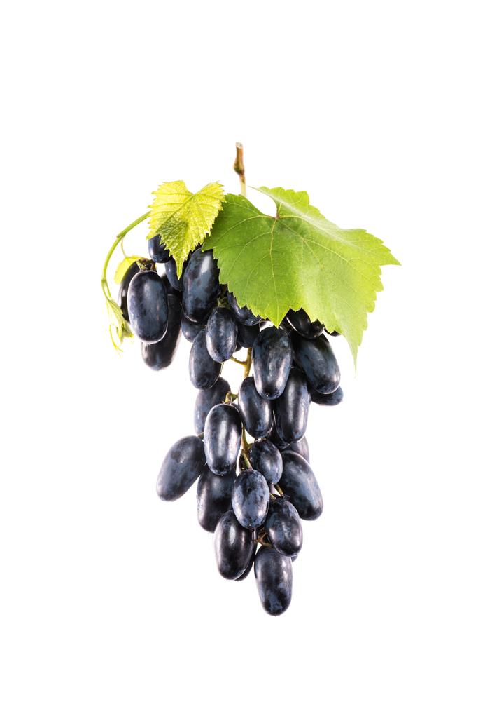 кластер свежего винограда
 - Фото, изображение