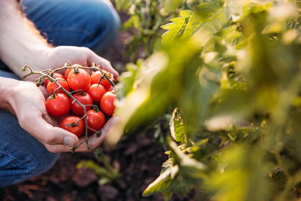 Çiftçi holding domates - Fotoğraf, Görsel