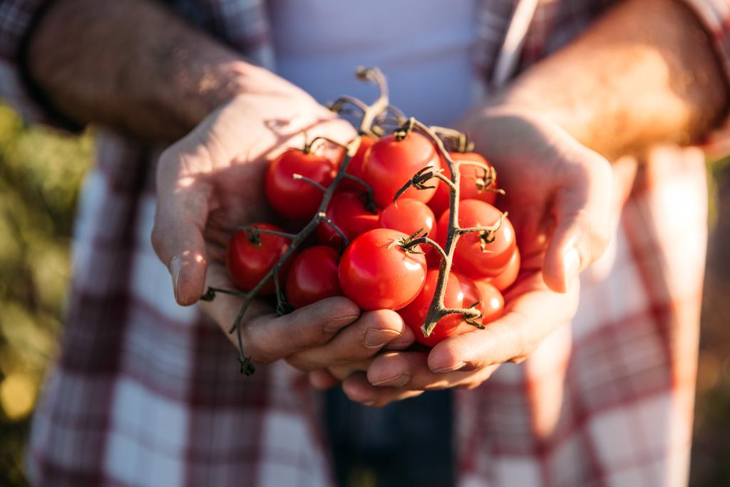 Agricultor que tiene tomates
 - Foto, Imagen