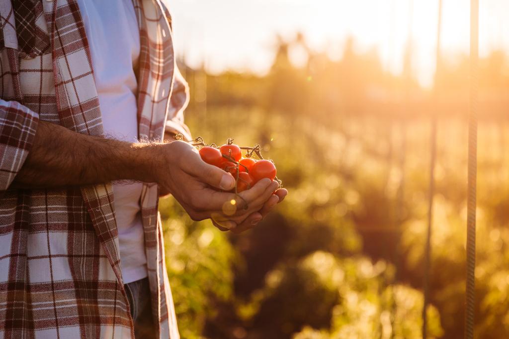 Фермер держит помидоры
 - Фото, изображение