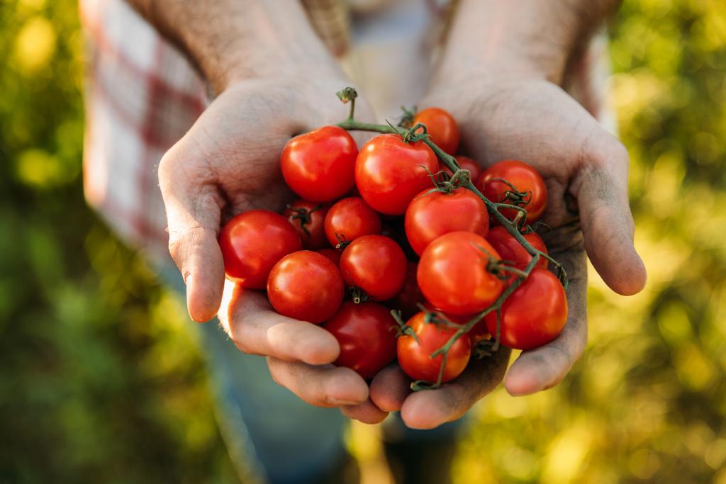 Agricultor que tiene tomates
 - Foto, imagen
