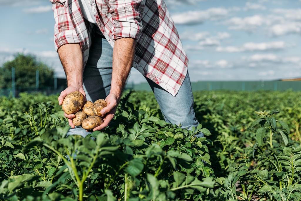 Çiftçi holding patates alanındaki - Fotoğraf, Görsel