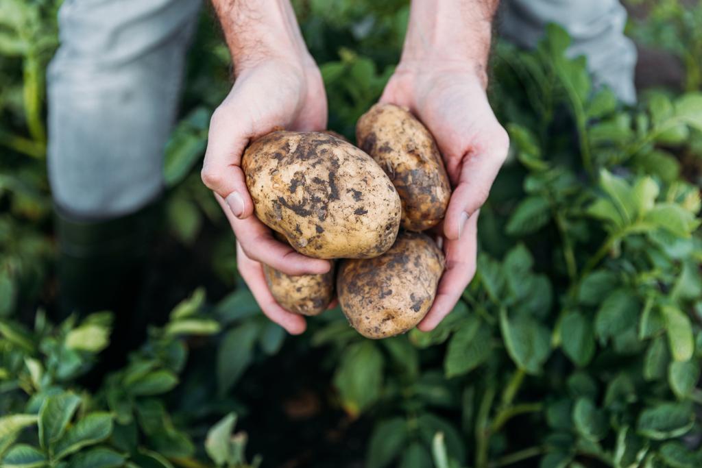 farmer holding potatoes in field - Photo, Image