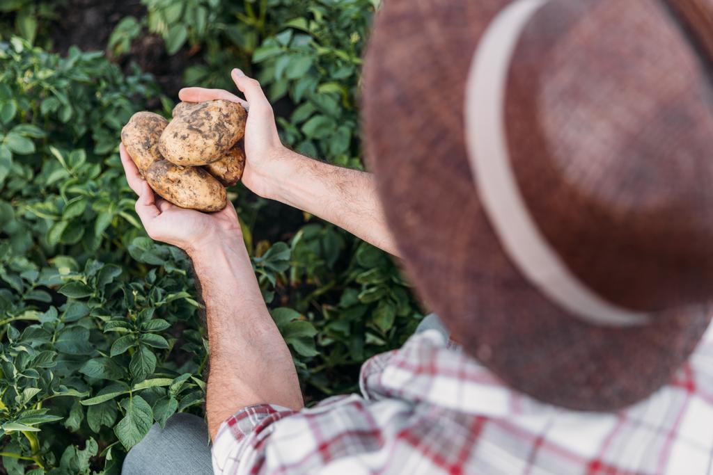 agricultor que tiene patatas en el campo
 - Foto, Imagen