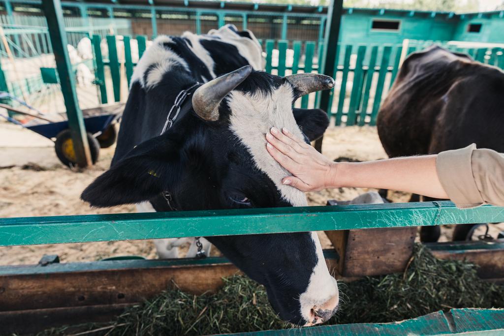 farmer feeding cow - Photo, Image