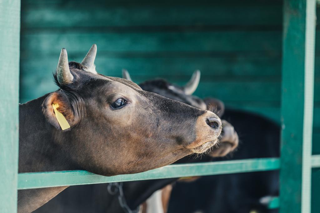 茶色の牛農場で - 写真・画像