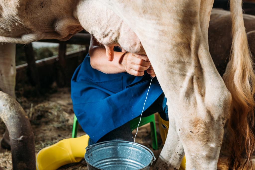 Mungitura vacca da latte
 - Foto, immagini