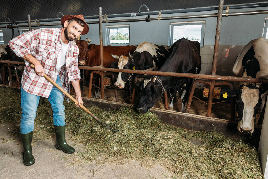 Mann mit Mistgabel füttert Kühe  - Foto, Bild