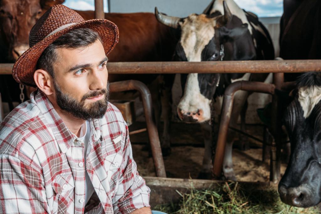 mannelijke boer voeding van koeien - Foto, afbeelding