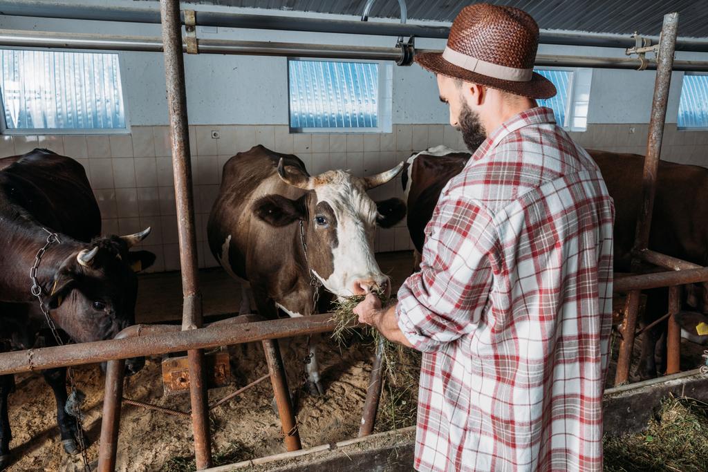 mężczyzna rolnik karmienia krów - Zdjęcie, obraz